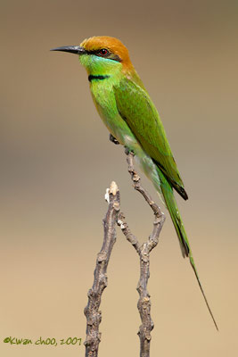Green Bee-eater