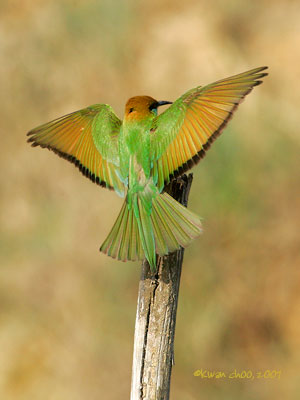 Green Bee-eater