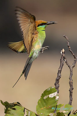 Green Bee-eater