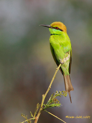 Green Bee-eater