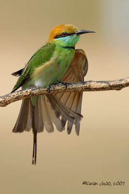 Green Bee-eater