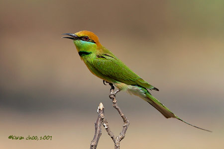 Green Bee-eater
