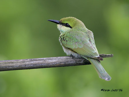 Green Bee-eater