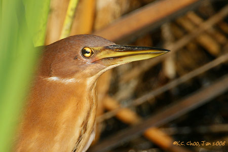 Cinnamon Bittern