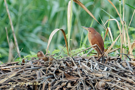 Cinnamon Bittern