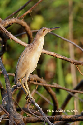 Yellow Bittern