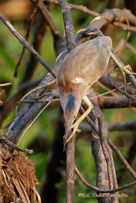 Yellow Bittern