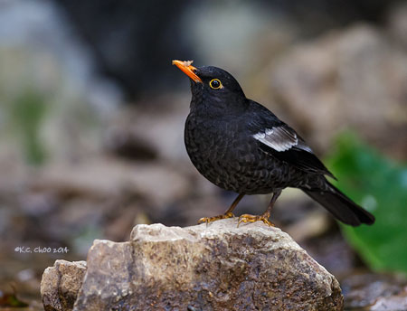 Grey-winged Blackbird
