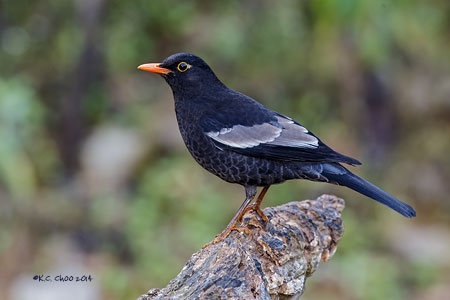 Grey-winged Blackbird