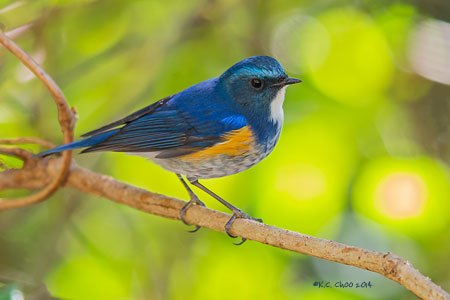 Himalayan Bluetail