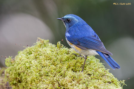 Himalayan Bluetail