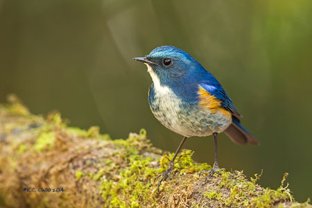 Himalayan Bluetail