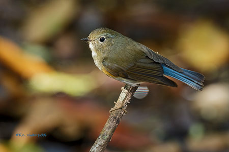 Himalayan Bluetail