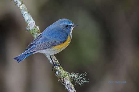 Red-flanked Bluetail