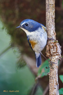 Red-flanked Bluetail