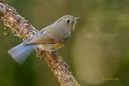 Red-flanked Bluetail