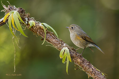 Red-flanked Bluetail