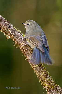 Red-flanked Bluetail