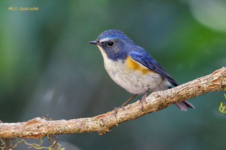 Red-flanked Bluetail