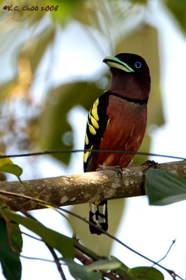 Banded Broadbill