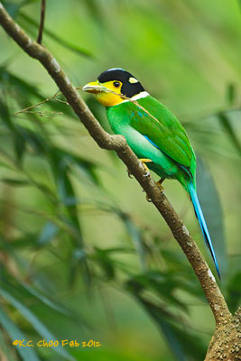 Long-tailed Broadbill
