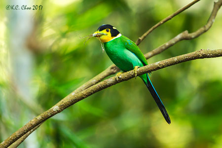 Long-tailed Broadbill
