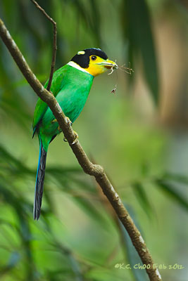 Long-tailed Broadbill