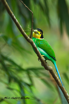 Long-tailed Broadbill