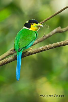 Long-tailed Broadbill