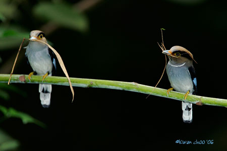 Silver-breasted Broadbill