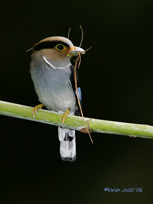 Silver-breasted Broadbill