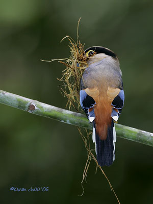 Silver-breasted Broadbill