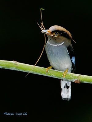 Silver-breasted Broadbill