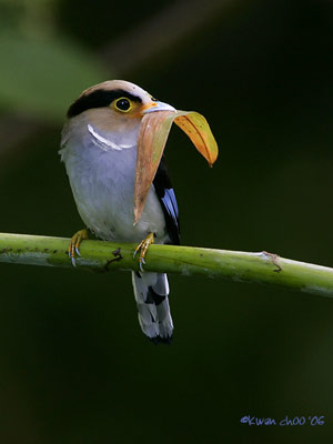Silver-breasted Broadbill