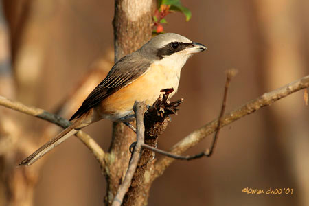 Brown (Subspecies) Shrike