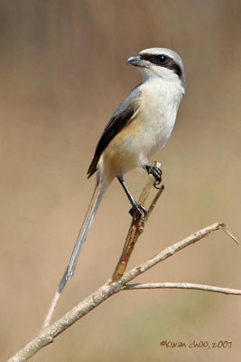 Brown (Subspecies) Shrike