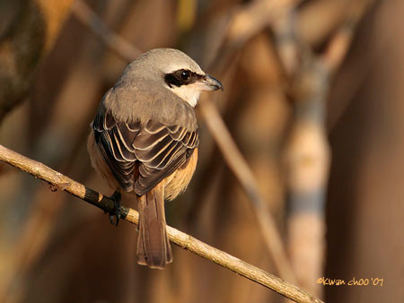 Brown (Subspecies) Shrike