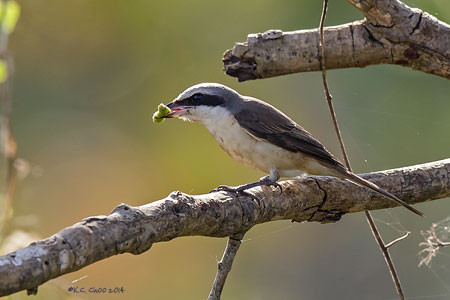 Brown (Subspecies) Shrike