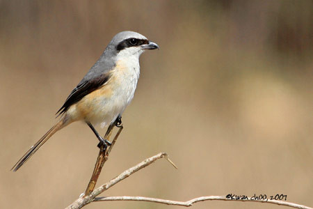 Brown (Subspecies) Shrike