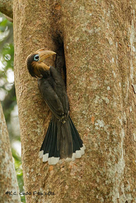 Tickell's Brown Hornbill