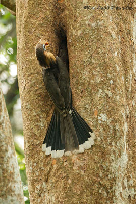 Tickell's Brown Hornbill