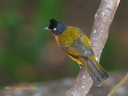 Black-crested Bulbul