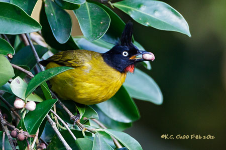 Black-crested Bulbul