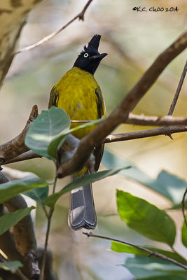 Black-crested Bulbul