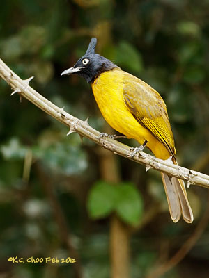 Black-crested Bulbul
