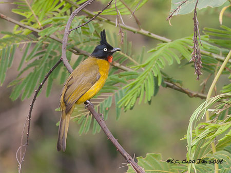 Black-crested Bulbul