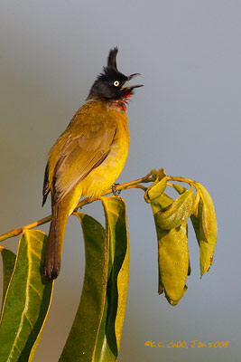 Black-crested Bulbul