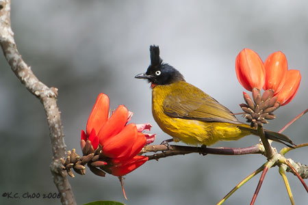Black-crested Bulbul