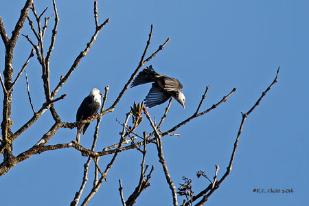 Black Bulbul