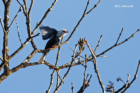 Black Bulbul